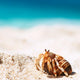 Hermit Crab Beach Wall Decal