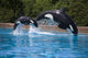 Breaching Orcas Wall Decal