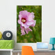 Rose Sharon 1 Wall Decal