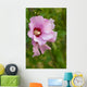 Rose Sharon 1 Wall Decal