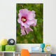 Rose Sharon 1 Wall Decal