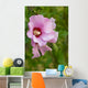 Rose Sharon 1 Wall Decal