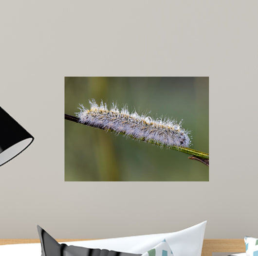 Caterpillar Water Drops Wall Decal
