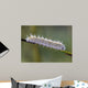 Caterpillar Water Drops Wall Decal