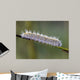 Caterpillar Water Drops Wall Decal