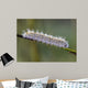 Caterpillar Water Drops Wall Decal