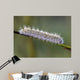 Caterpillar Water Drops Wall Decal