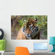 Sumatran Tiger Wall Decal