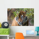 Sumatran Tiger Wall Decal