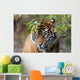 Sumatran Tiger Wall Decal