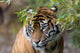 Sumatran Tiger Wall Decal