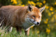 Red Fox Wall Decal Design 2