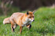 Red Fox Wall Decal Design 1