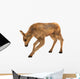 Moose Calf Wall Decal