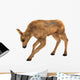 Moose Calf Wall Decal