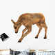 Moose Calf Wall Decal