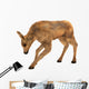 Moose Calf Wall Decal