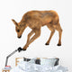 Moose Calf Wall Decal
