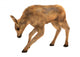 Moose Calf Wall Decal