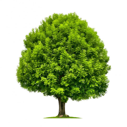 Perfekter Baum Eine Esche Wall Decal
