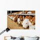 Rindviehhaltung Fresseraufzucht F R Wall Decal