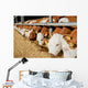 Rindviehhaltung Fresseraufzucht F R Wall Decal