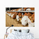 Rindviehhaltung Fresseraufzucht F R Wall Decal