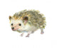 Watercolor Little Hedgehog Wall Decal