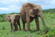 African Elephants Wall Decal