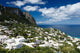 Capri Wall Decal
