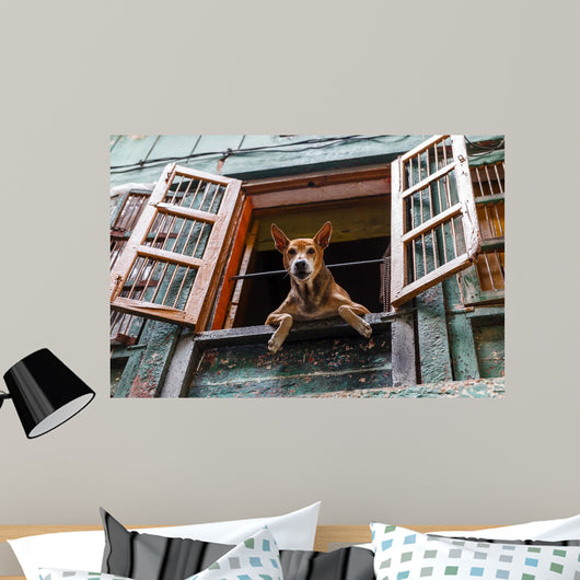 Dog Looking out Window Wall Decal