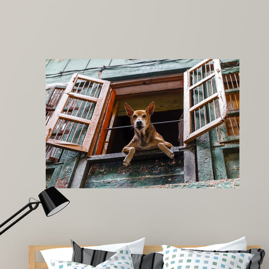 Dog Looking out Window Wall Decal