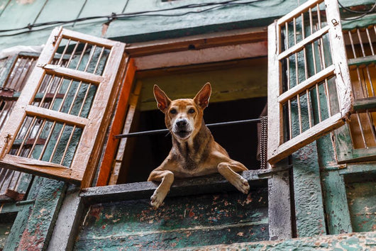 Dog Looking out Window Wall Decal