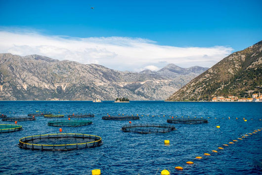 Fishing Farm Kotor Bay Wall Decal