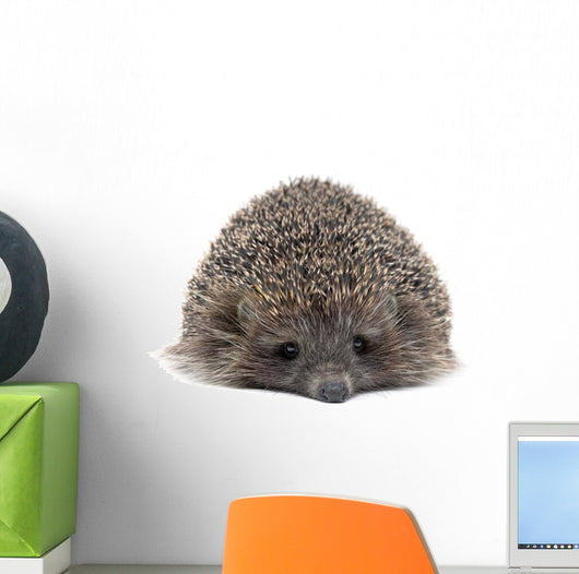 Sleepy Young Hedgehog Wall Decal