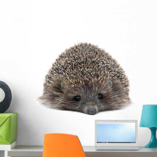 Sleepy Young Hedgehog Wall Decal