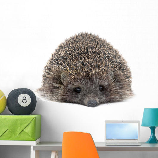 Sleepy Young Hedgehog Wall Decal