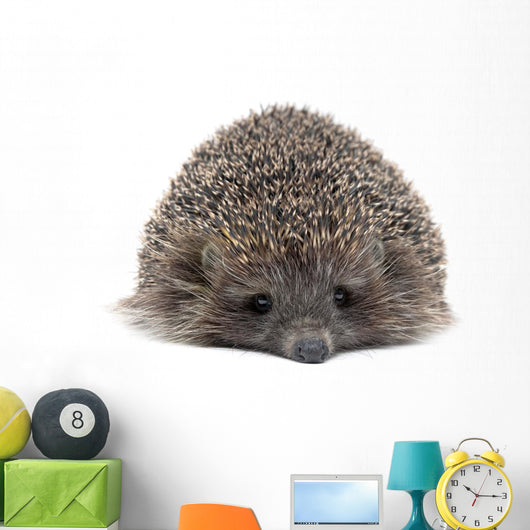 Sleepy Young Hedgehog Wall Decal