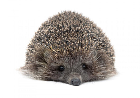 Sleepy Young Hedgehog Wall Decal