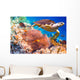 Hawksbill Turtle Eretmochelys Imbricata Wall Decal