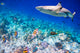 Tropical Coral Reef Wall Decal