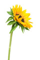 Sunflower Wall Decal