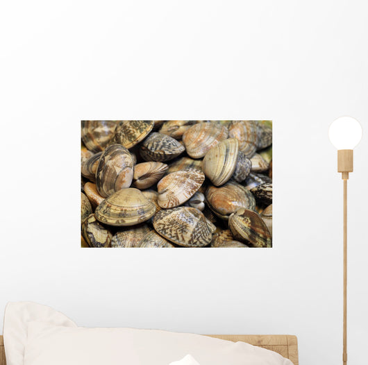 Japanese Littleneck Ruditapes Philippinarum Wall Decal