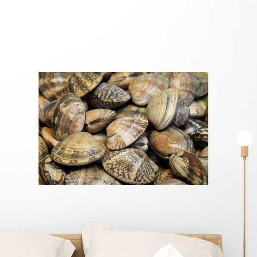 Japanese Littleneck Ruditapes Philippinarum Wall Decal