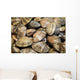 Japanese Littleneck Ruditapes Philippinarum Wall Decal
