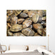 Japanese Littleneck Ruditapes Philippinarum Wall Decal