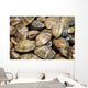Japanese Littleneck Ruditapes Philippinarum Wall Decal