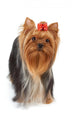 Dog with Red Bow Wall Decal