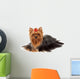 Yorkie with Professionally Groomed Wall Decal