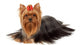 Yorkie with Professionally Groomed Wall Decal